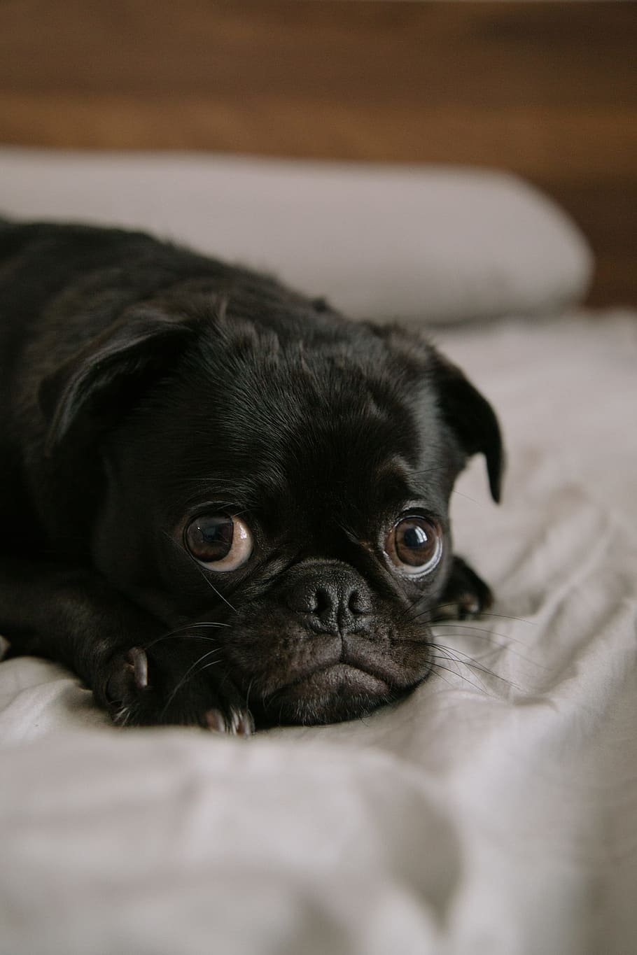 black pug puppy, calm, toshi, dog, animal, pet, eye, sleeping, HD wallpaper
