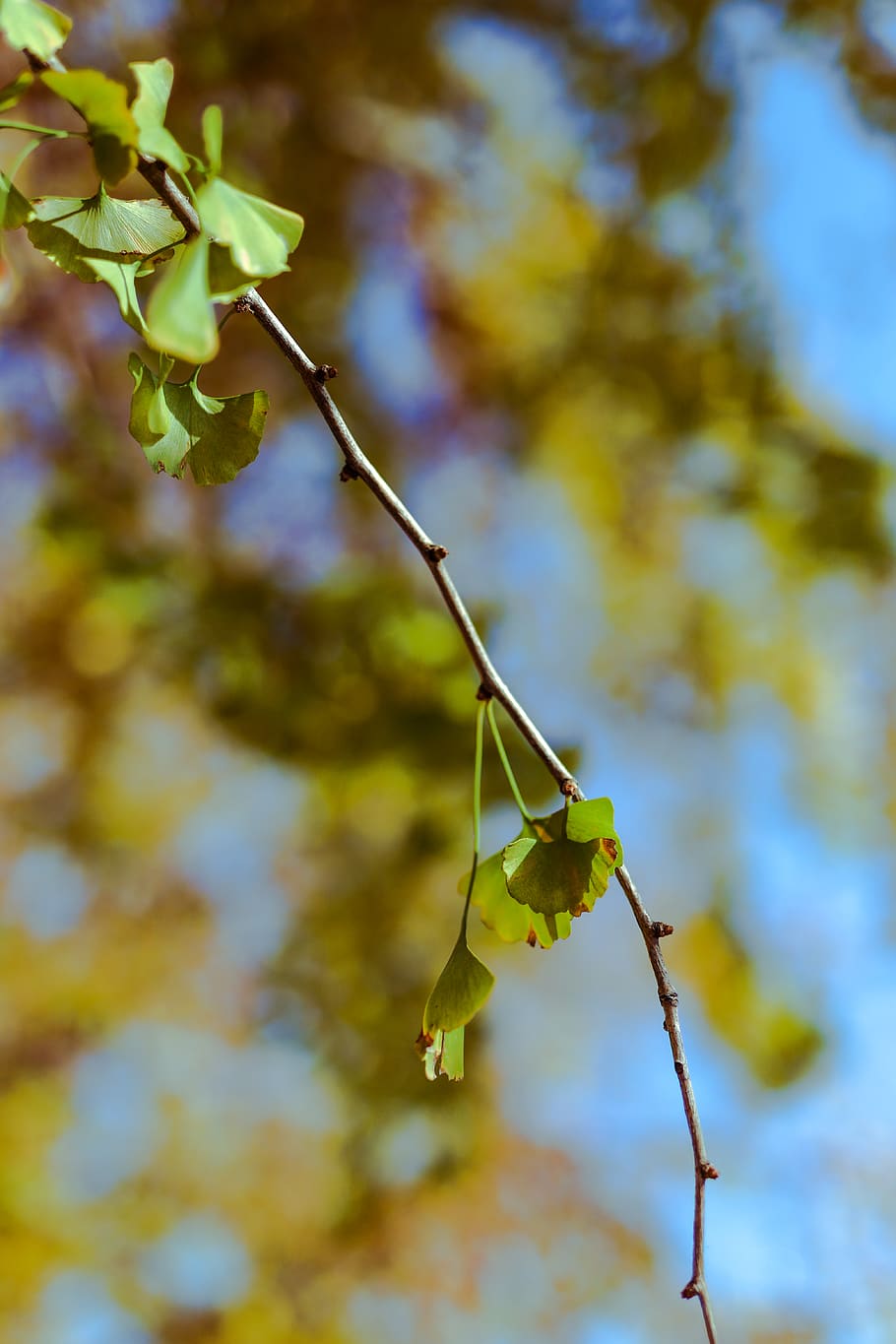 plant, focus on foreground, close-up, leaf, plant part, growth HD wallpaper