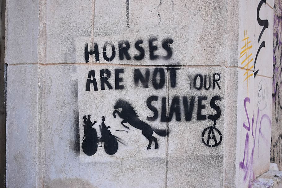 horses are not our slaves, text, graffiti, wall - building feature HD wallpaper