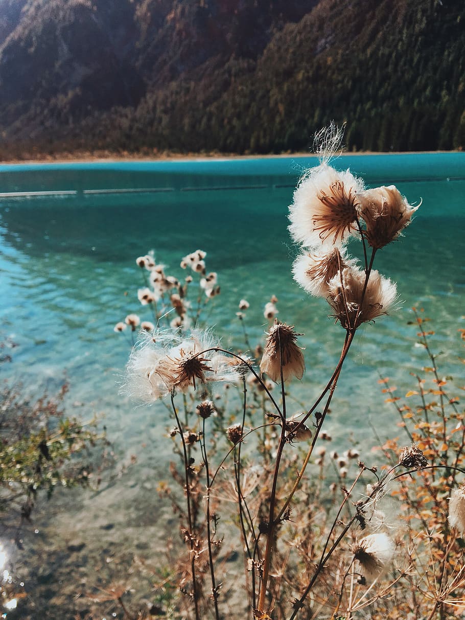 plant, flower, flowering plant, beauty in nature, fragility HD wallpaper