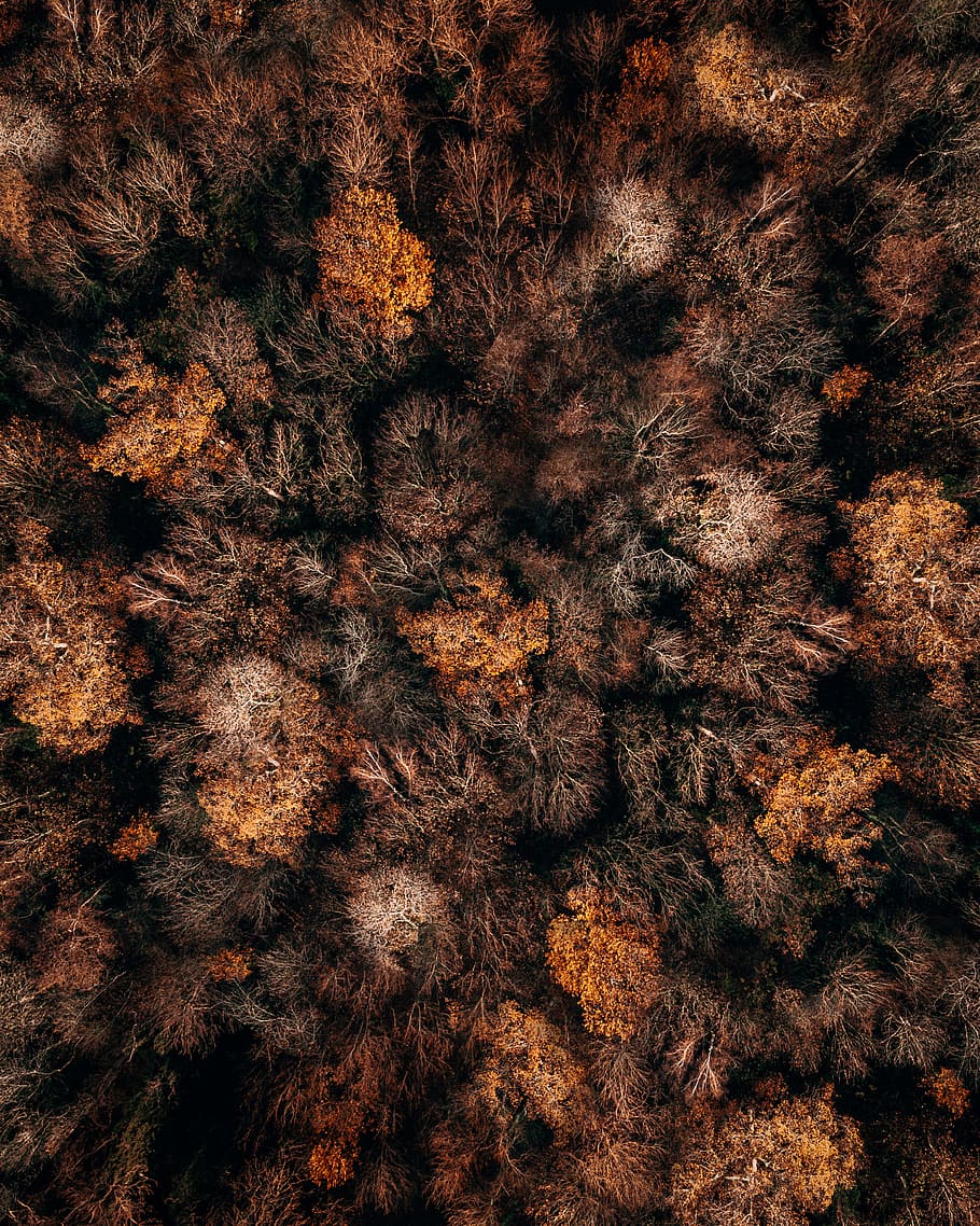 autumn, fall, tree, aerial, forest, from above, nature, season