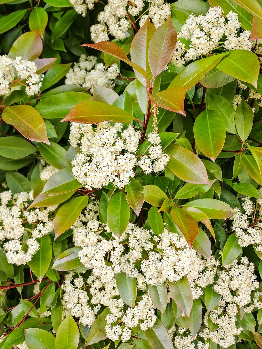 plant, flower, blossom, apiaceae, acanthaceae, nature, leaf HD wallpaper