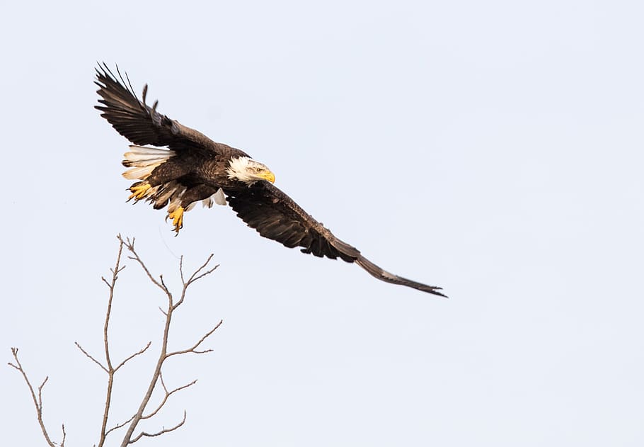 bald eagle, flying, sky, raptor, wings, predator, bird, majestic HD wallpaper
