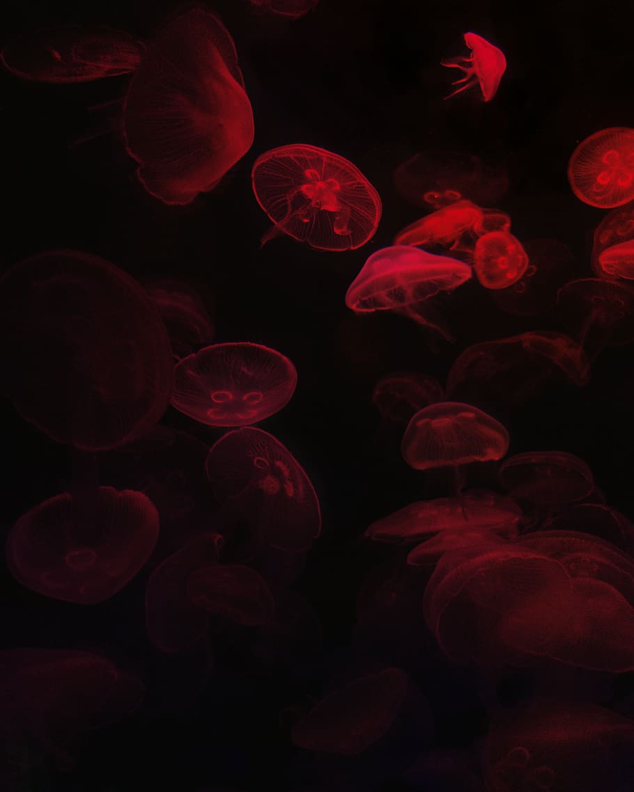 red jellyfish, no people, black background, group of animals HD wallpaper