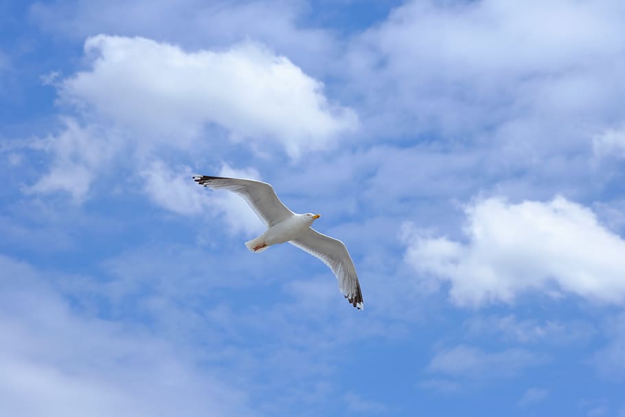 gull, bird, flying, wing, nature, sky, water, dom, sea, animal world HD wallpaper
