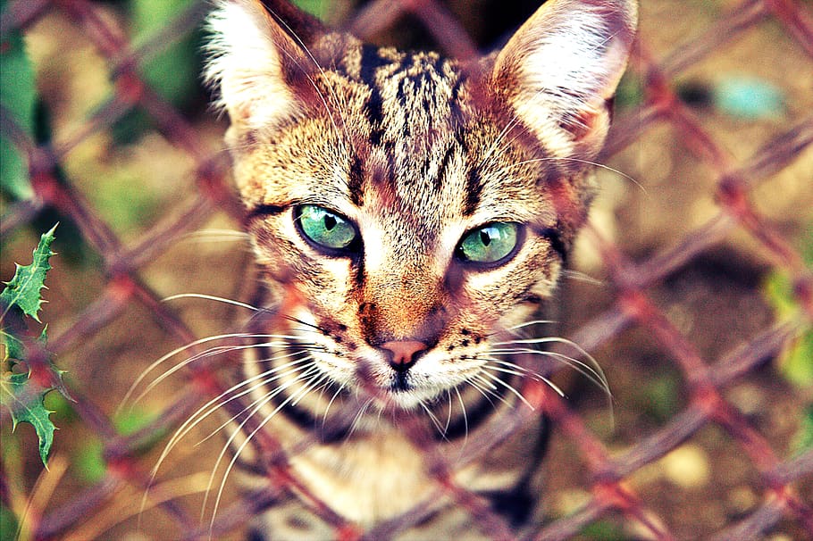 cat, eyes, kitten, animals, domestic animals, one animal, mammal HD wallpaper
