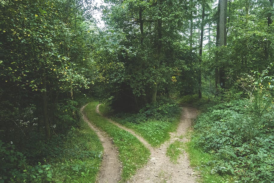 woods, forest, pathway, park, trail, green, nature, summer HD wallpaper