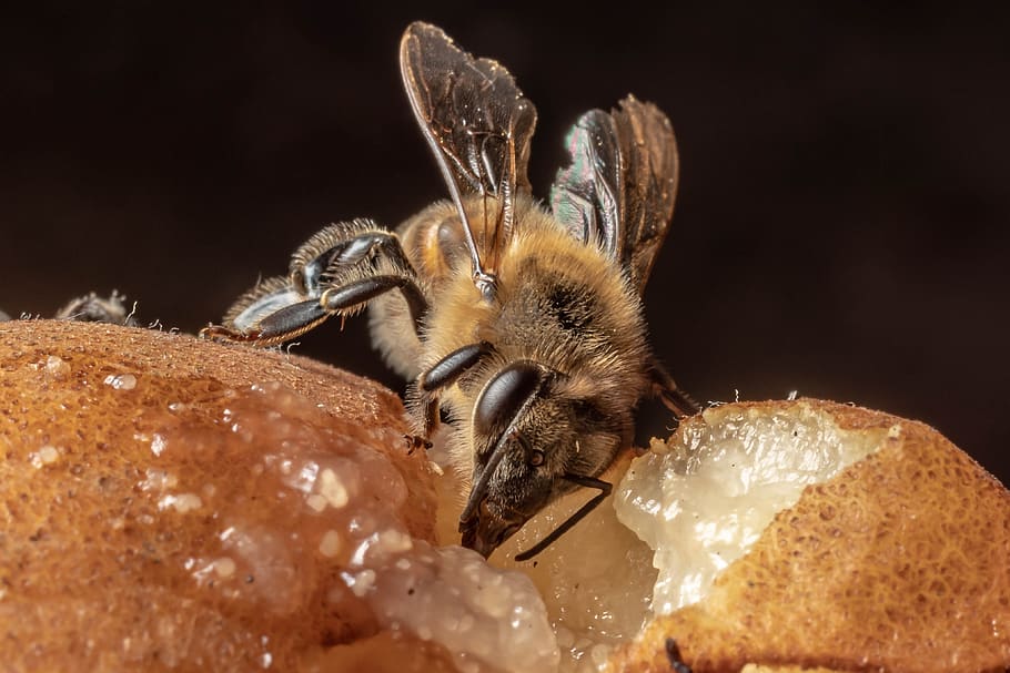 macro, insect, nature, close up, compound eyes, bee, macro photography HD wallpaper