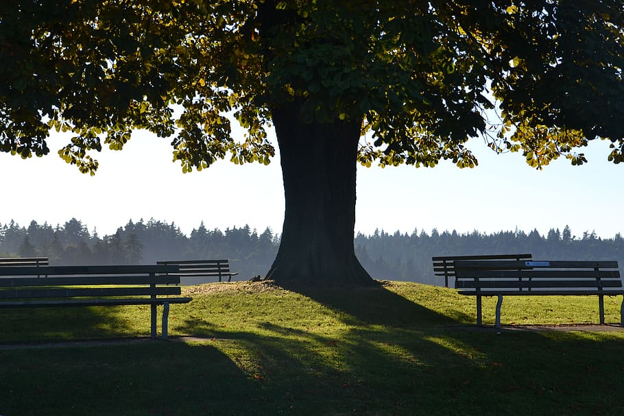 tree, shade, nature, sunlight, green, summer, leaves, shadow HD wallpaper