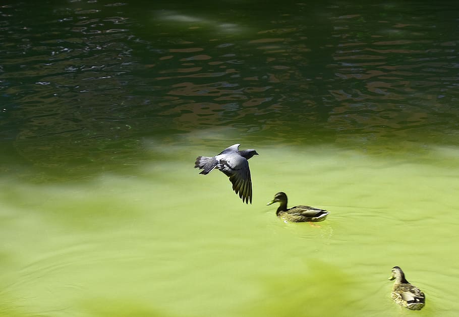 ave, paloma, flight, wings, nature, pen, bird, vertebrate, animal wildlife HD wallpaper