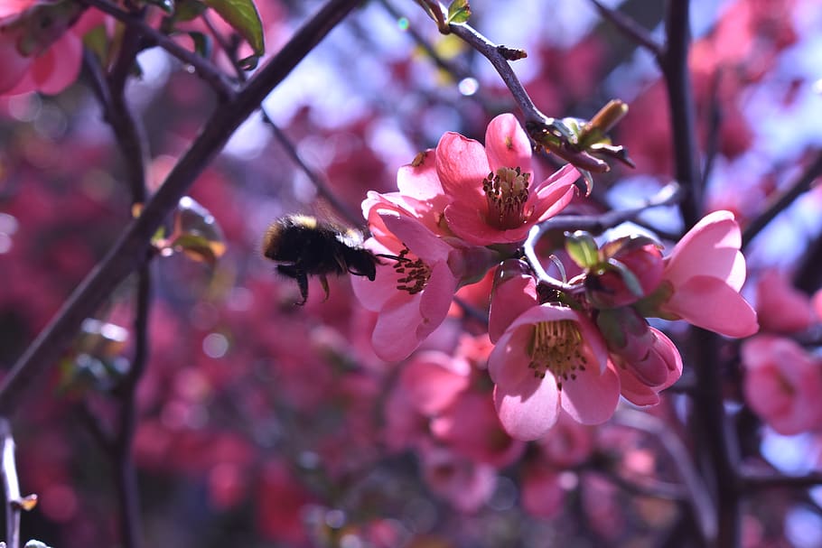 red, pink, summer, flower, blossom, bloom, bee, flowering plant HD wallpaper