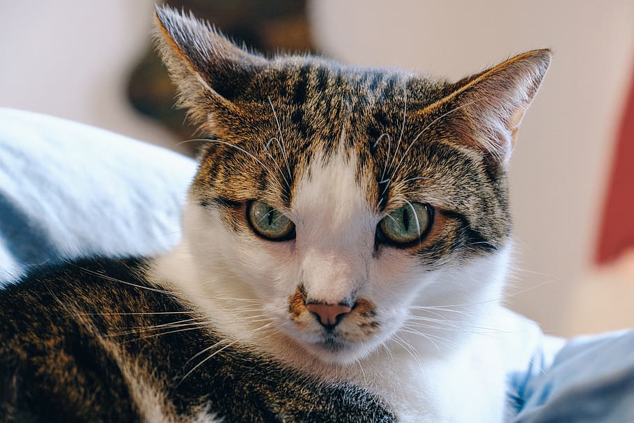 Grey and White Tabby Cat, adorable, animal, close-up, curiosity HD wallpaper