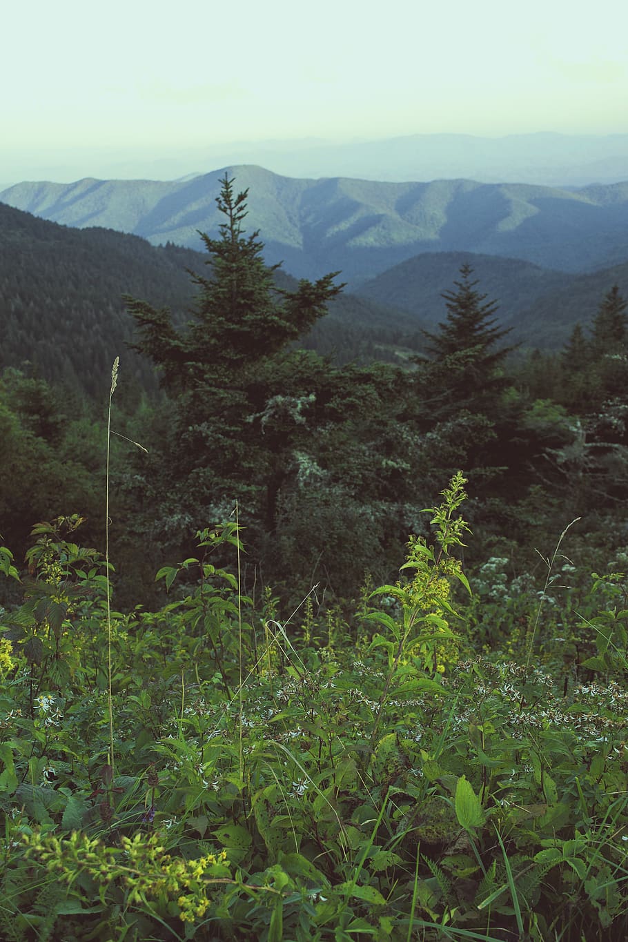 flowers, landscape, mountain, plant, scenics - nature, beauty in nature HD wallpaper