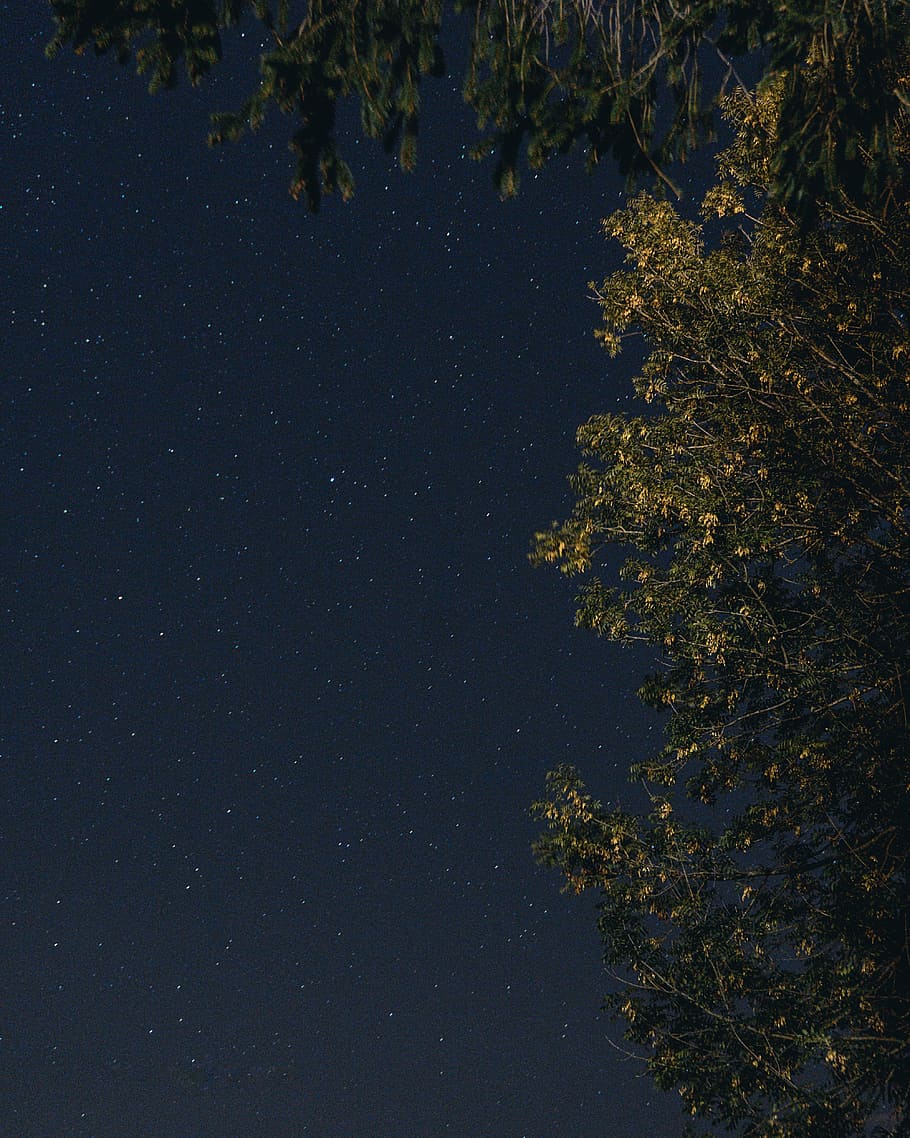low-angle photography of sky, night, star, tree, astrophotography HD wallpaper