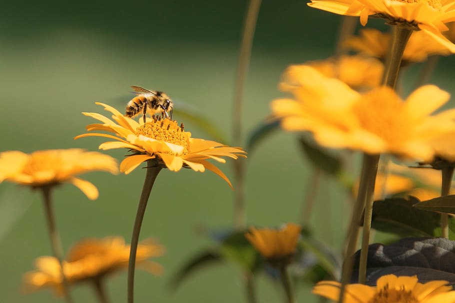 shallow focus photography of yellow flowers, bee, apidae, invertebrate, HD wallpaper