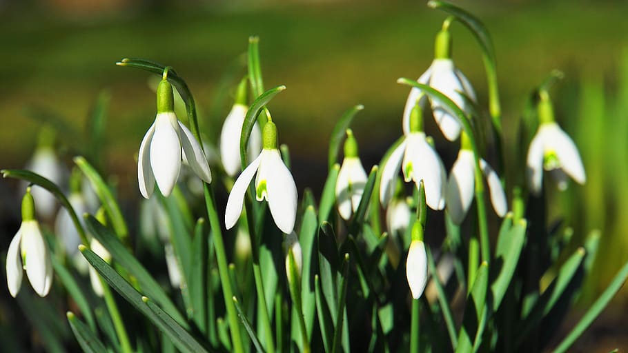 snowdrop, early bloomer, signs of spring, nature, white, plant, HD wallpaper