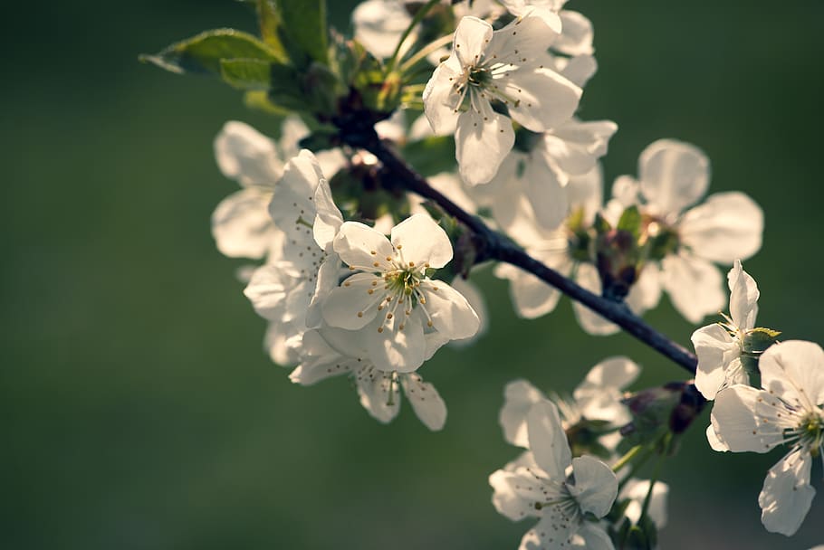 flowers, white, branch, spring, nature, garden, vegetable garden HD wallpaper