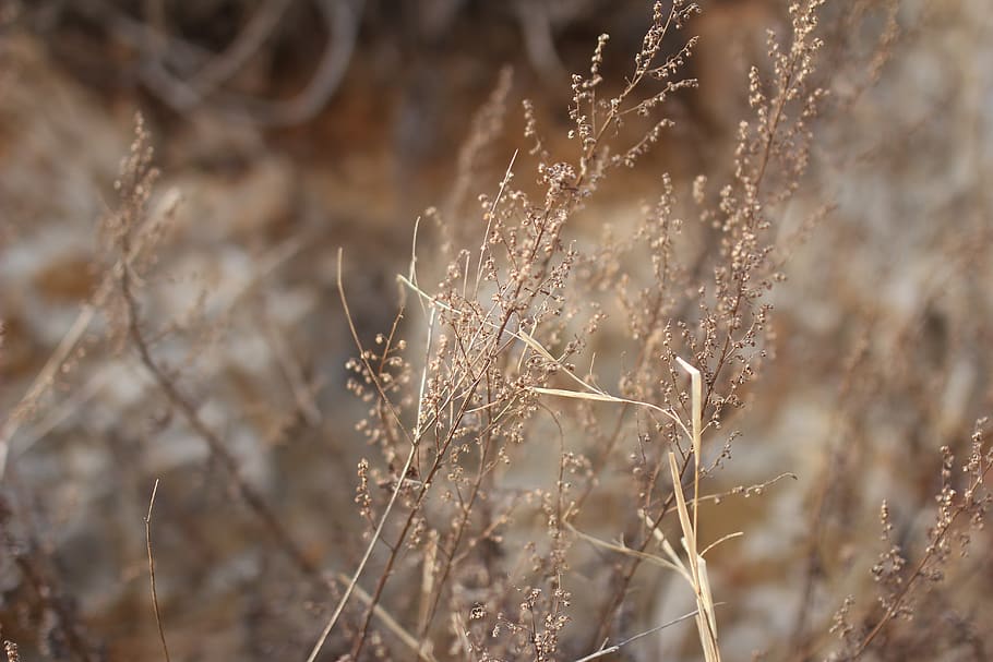 grass, plant, lawn, vegetable, grain, food, produce, reed, agropyron HD wallpaper