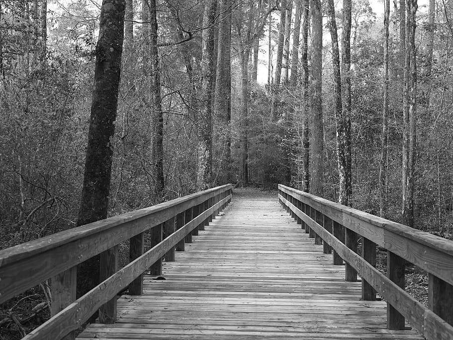 path, pathway, jungle, construction, forest, woods, tree, bunch HD wallpaper
