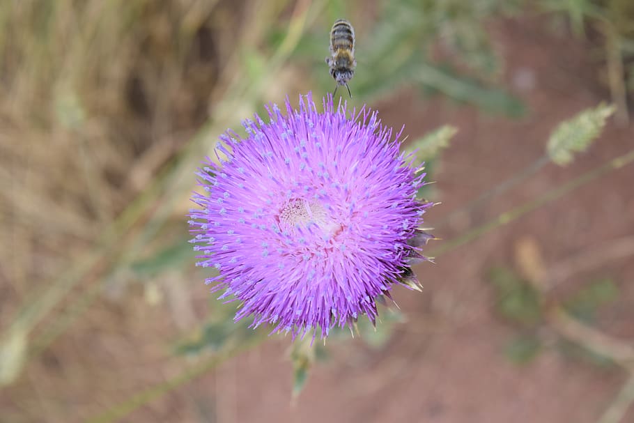 bee, exappiah, flower, flowering plant, purple, beauty in nature HD wallpaper