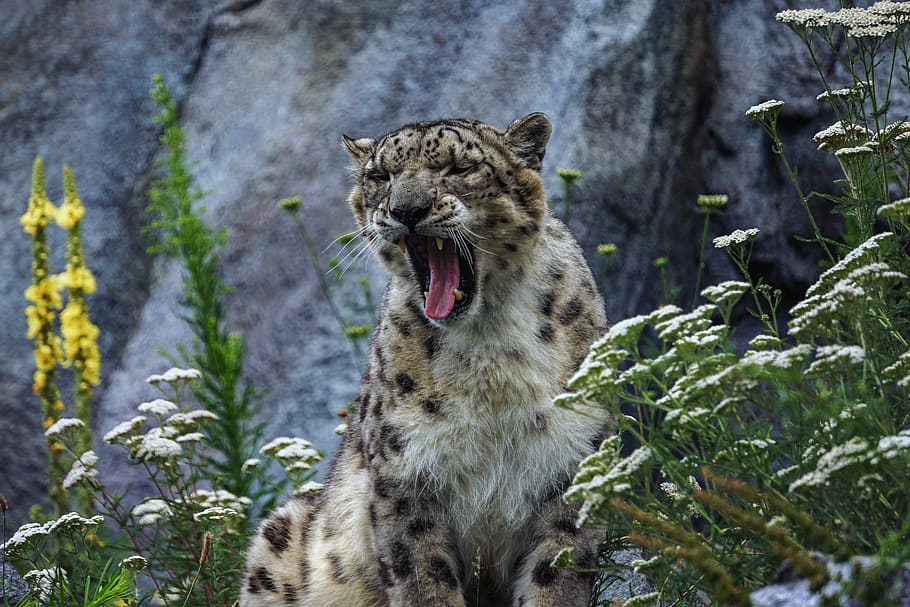 snow leopard, predator, big cat, animals, nature, carnivores HD wallpaper