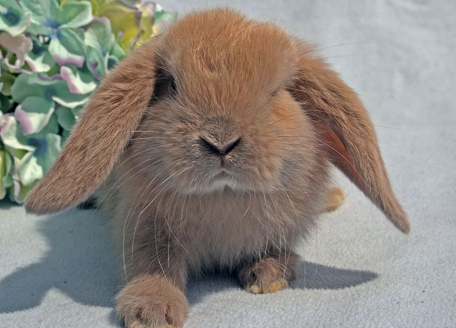 cute, expensive, mammals, small, fur, pets, rabbit, young, wildlife HD wallpaper