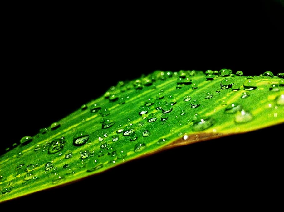 raindrops, dewdrops, plants, nature, summer, sparkle, moist HD wallpaper