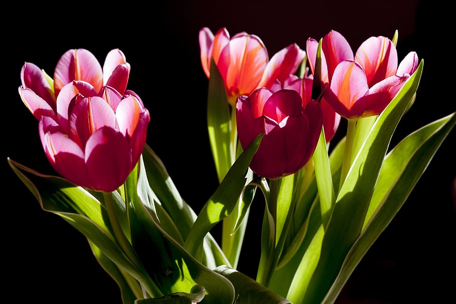 Pink Petaled Flower Macro Photography, bloom, blossom, flora HD wallpaper