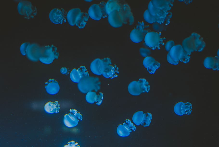 swarm blue jelly fish, sea, underwater, animal wildlife, animals in the wild, HD wallpaper