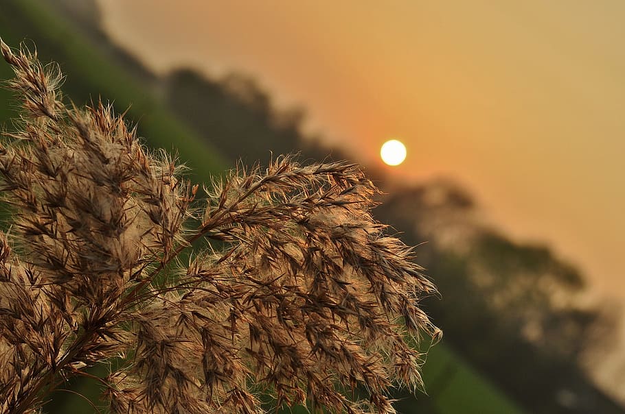 wild, sunset, plant, closeup, nature, no people, beauty in nature HD wallpaper