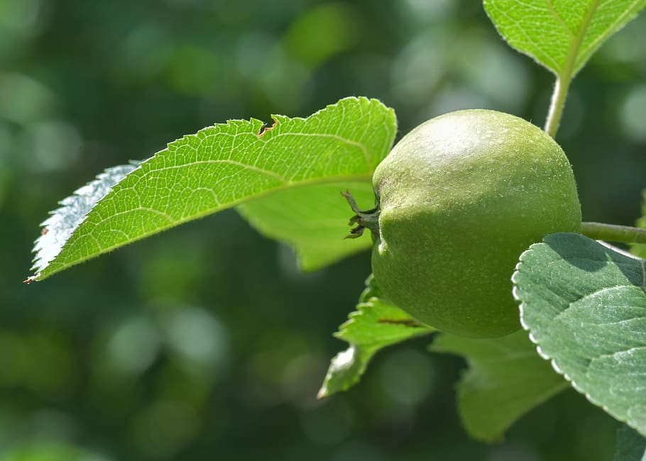 apple, leaf, fruit, green apple, plant, macro, sun, plant part HD wallpaper