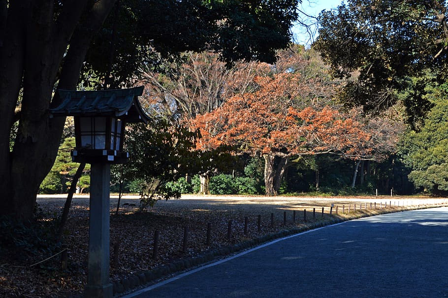 forest, tree, autumn, asia, nature, japan, way, path, park HD wallpaper