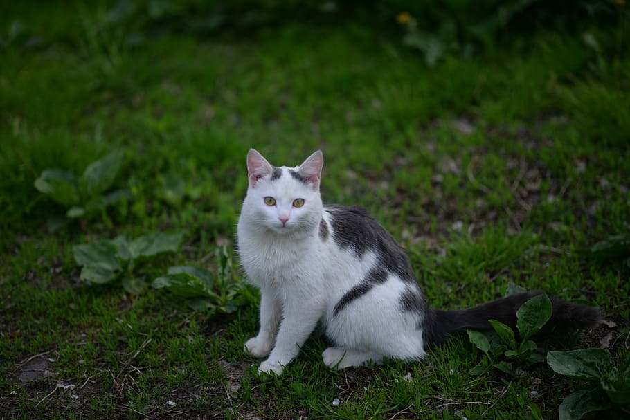 cat, animals, kitten, fur, nature, head, predator, curious HD wallpaper