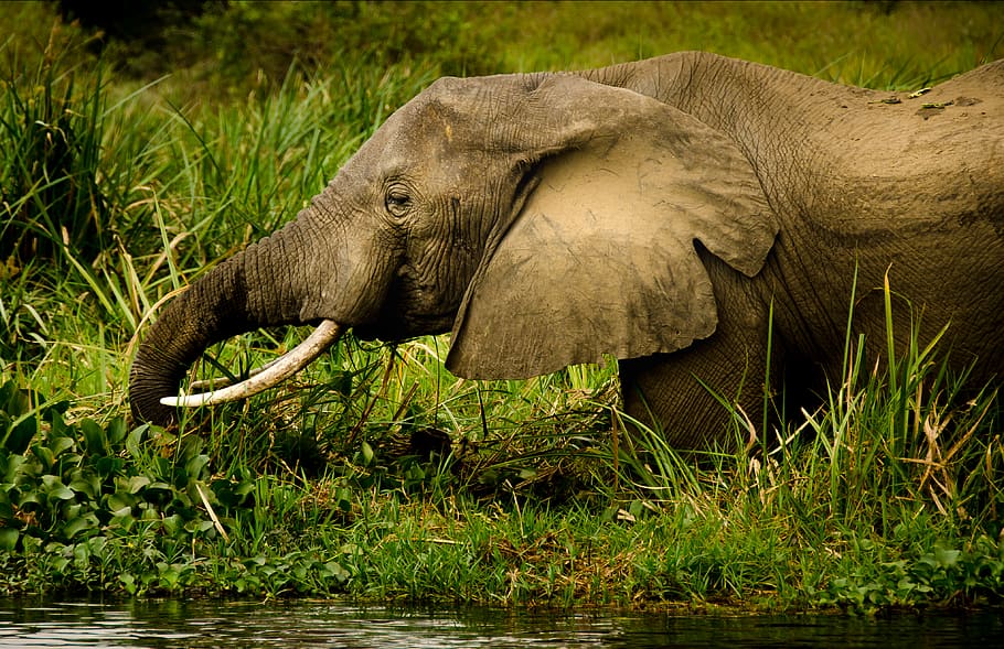 black Elephant walking, animal themes, animals in the wild, animal wildlife HD wallpaper