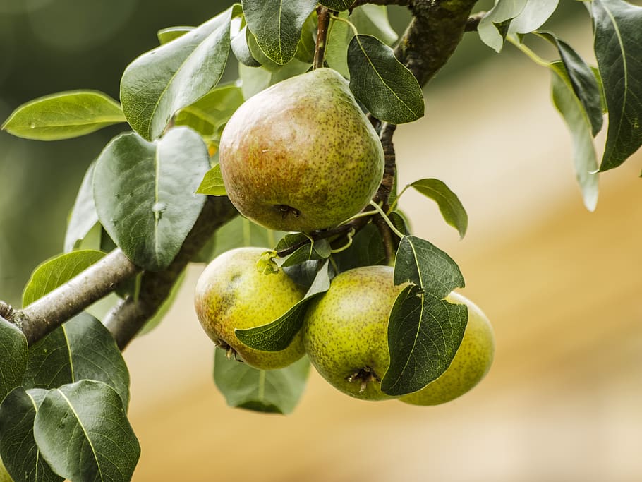 pears, fruit, food, bio, harvest, dessert, agriculture, nature HD wallpaper