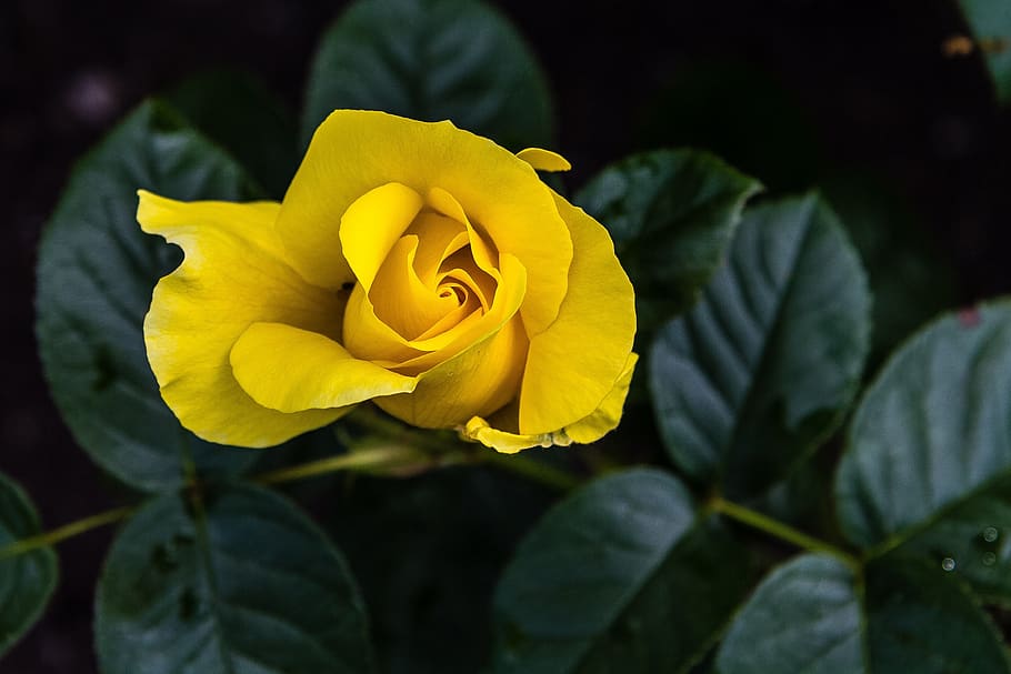 rose, yellow, flower, bloom, blossom, romantic, petals, nature HD wallpaper