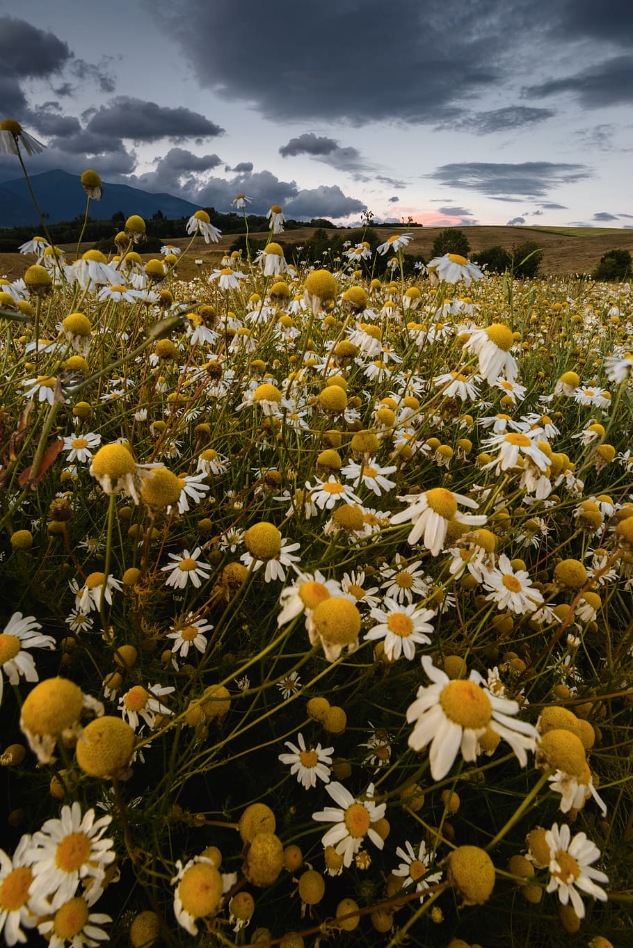flowers, field, meadow, sunset, clouds, mountains, nature, landscape HD wallpaper