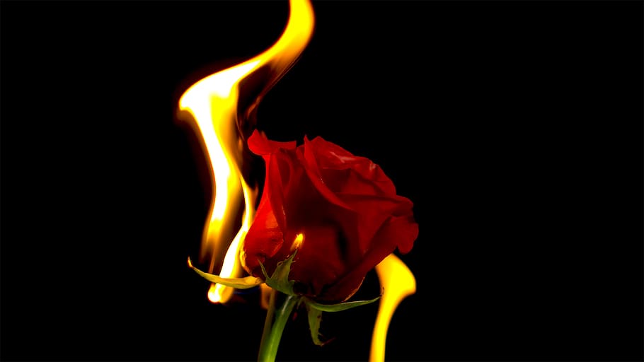 Hd Wallpaper Red Rose Flower With Fire Black Background Studio Shot Flame Wallpaper Flare