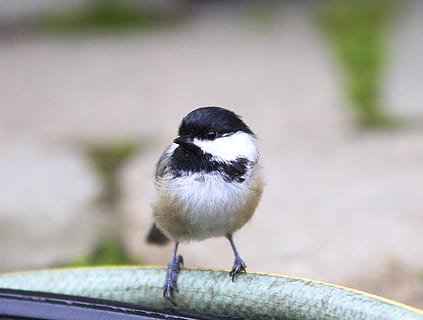 bird, nature, wildlife, chickadee, small wonder, garden, one animal HD wallpaper