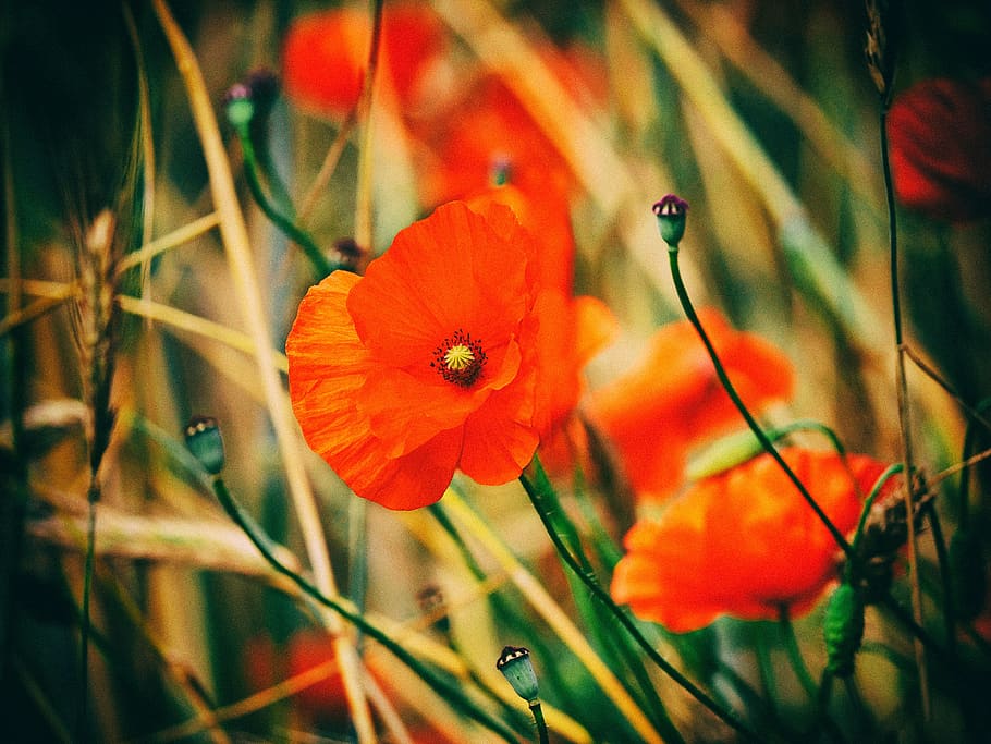red flower, romance, romantic, nature, bloom, rose, blossom HD wallpaper
