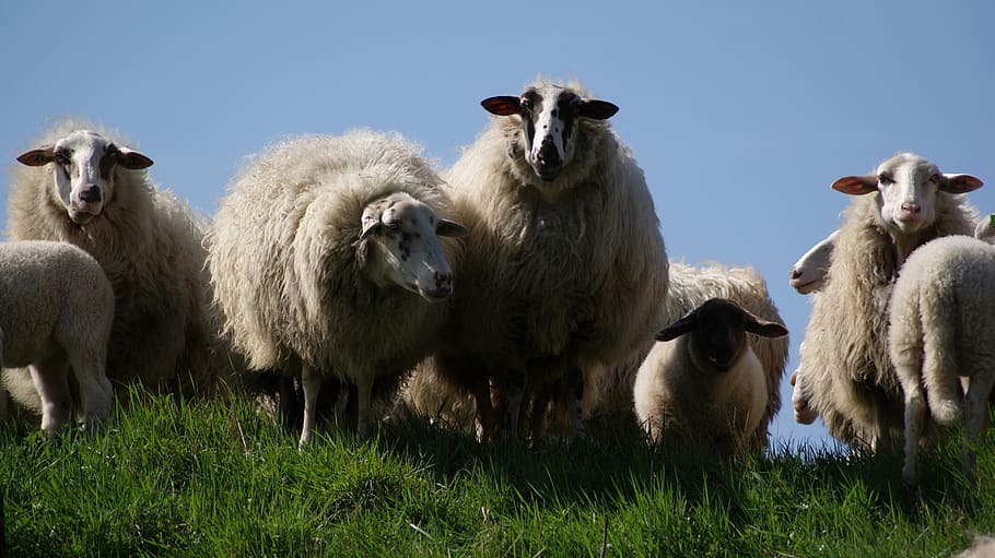 Herd of Sheeps on Green Grass, animals, meadow, wool, mammal HD wallpaper