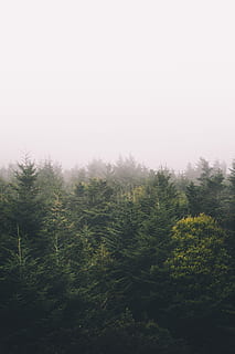 green trees, sky, forest, woodland, adventure, wanderlust, explore HD wallpaper