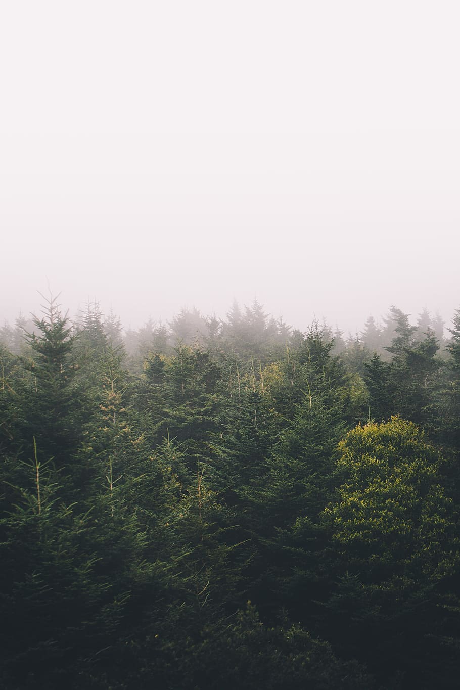 green trees, sky, forest, woodland, adventure, wanderlust, explore HD wallpaper