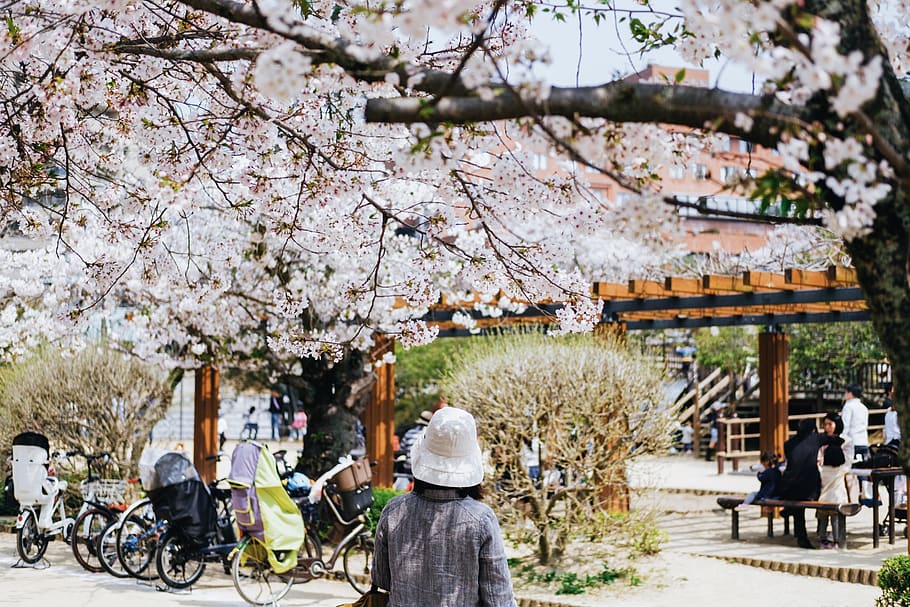 person, human, plant, bench, furniture, flower, blossom, wheel HD wallpaper