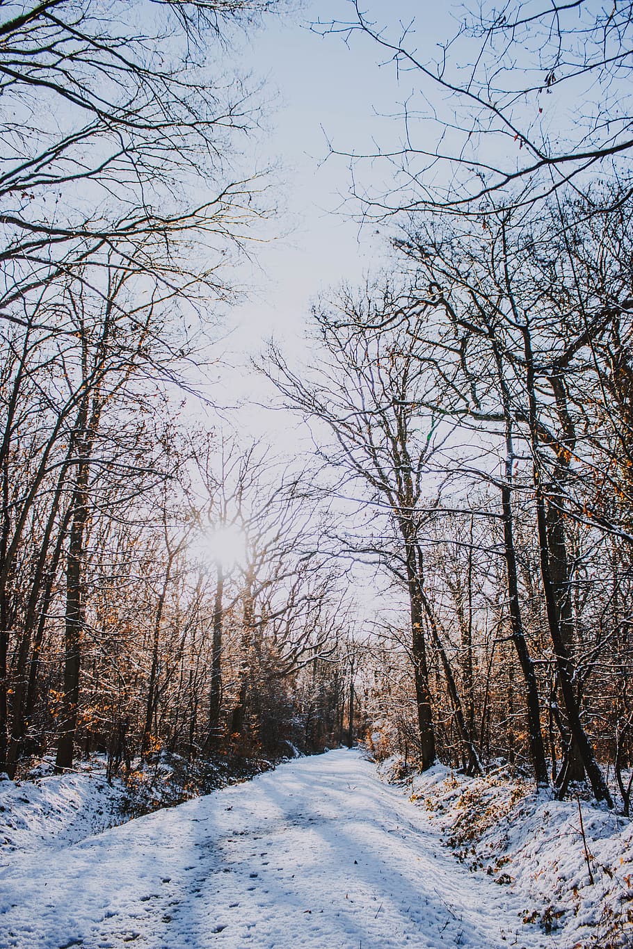 snow covered walkway beside leafless trees, cold temperature HD wallpaper