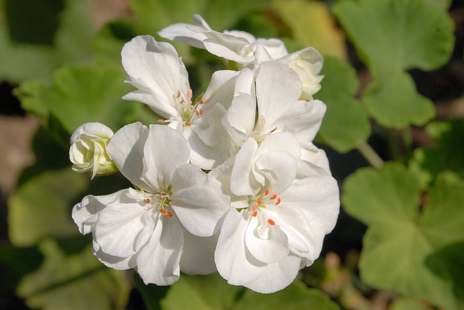 flowers, white, garden, plant, flowering plant, freshness, beauty in nature HD wallpaper
