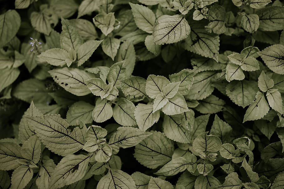 green leafed plant, wallpaper, landscape, moody, nature, backgrounds HD wallpaper