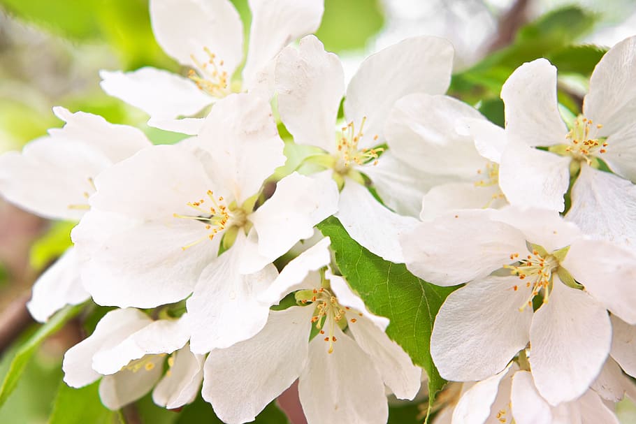 white, flower, petals, bloom, beautiful, flowers, nature, spring HD wallpaper