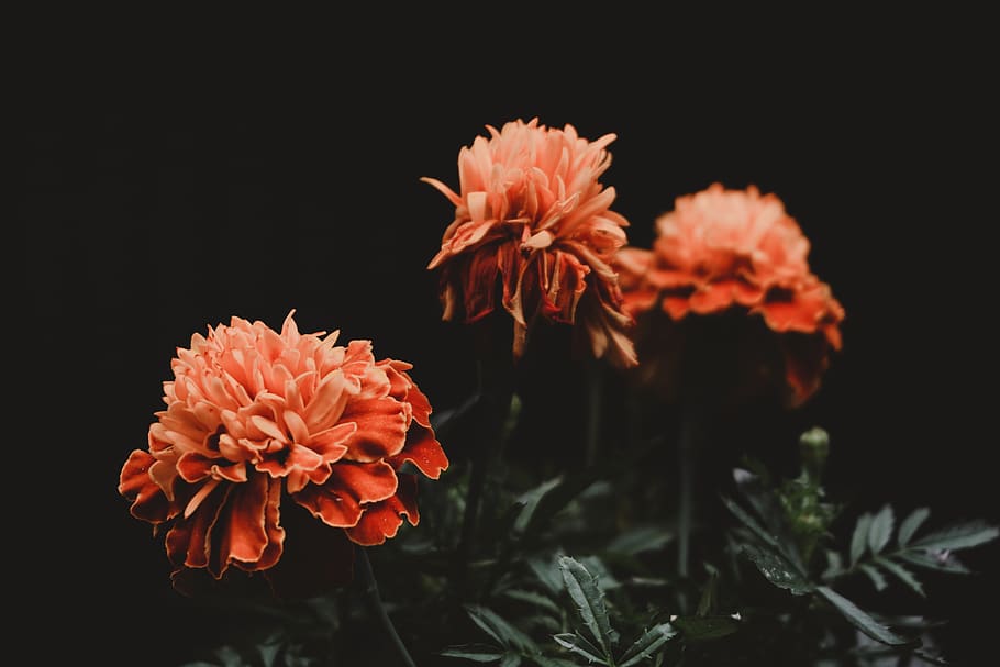 red flowers, flowering plant, petal, vulnerability, fragility HD wallpaper