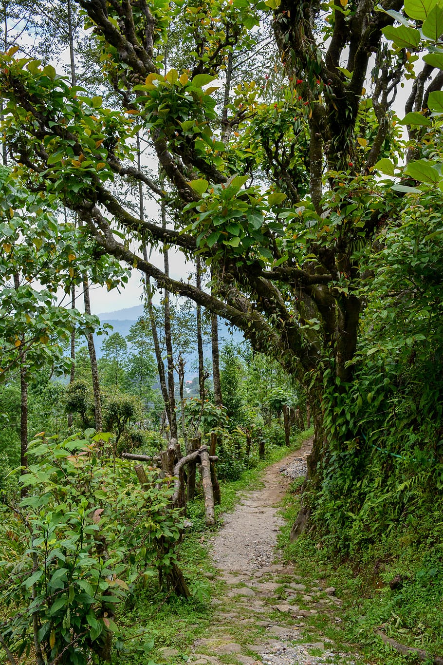 india, yuksom, tree, trees, road, walk, hills, mountains, green HD wallpaper